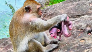 Old monkey mom beats baby monkey Baby monkey unhappy [upl. by Bashuk]