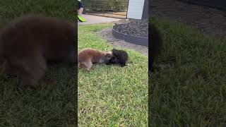 Pipers Playdate piper puppy ￼ [upl. by Palmira]