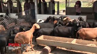 🌱🐑MANEJO Y SANIDAD DE OVINOS EN LA CABAÑA SANTA ROSA [upl. by Warfore]