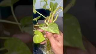 Money Plant in Water moneyplantdecor moneyplant moneyplanthomedecore pubgmobile houseplant diy [upl. by Arly]