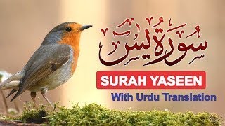 Most beautiful recitation of Surah Yaseen Yasin سورة يس  Heart Touching voice  Quran Tilawat001 [upl. by Meluhs]