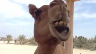 Camel chewing [upl. by Marsha]