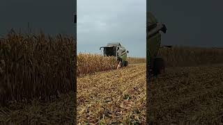 Claas Tucano 440 Żniwa kukurydzy 2024  Harvest Corn In Poland [upl. by Naitsirt]