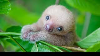 Baby Sloths Are About as Cute As You Would Expect [upl. by Seale]