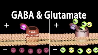 Neuroscience Basics GABA and Glutamate Animation [upl. by Anerol423]