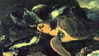 SaintSaens Carnival of the AnimalsTortues Tortoises [upl. by Ahs]