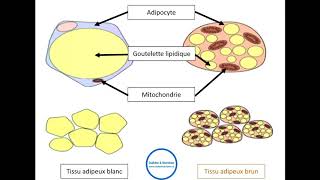 Les cellules adipeuses et leurs fonctionnement [upl. by Thelma628]