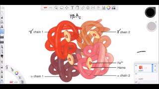 Hemoglobin amp Myoglobin [upl. by Assirehc]