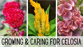 Growing amp Caring For Celosia 🌺🌺  Celosia Flower  Starting Celosia From Seed  Cockscomb Celosia [upl. by Lavud]