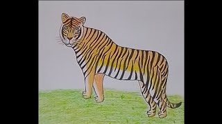 Drawing Royal Bengal Tiger easily step by step [upl. by Lorianna]