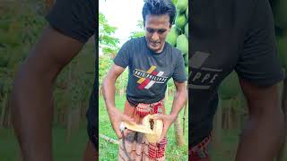 আজকে আমরা কচ কচ করে পেঁপে খেয়েছি farming papayafarm farmers papaya agriculture fruit [upl. by Edas]