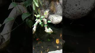 small fishpond plz support to like and subscribe thank you [upl. by Siradal]