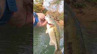 November fishing updates riverfishing bassfishing fishing buzzbait boatfishing spottedbass [upl. by Rednazxela]