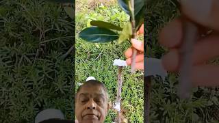 Almond v shape grafting gardening diy greensreen shortvideo viralvideo [upl. by Narag]