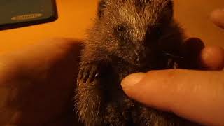 Streicheleinheiten und Bäuchlein kraulen für den Baby Igel nach dem Futtern [upl. by Allecsirp]