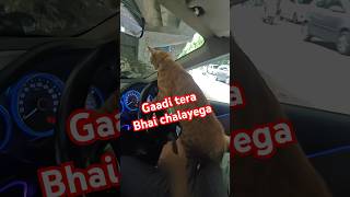 Cat driving car  Gaadi tera bhai chalayega  Cat funny video cat ytshorts shorts viralshorts [upl. by Barnebas]