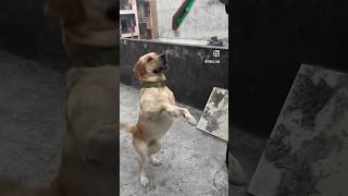 Lab dog play😂 doglover pettags labdogs dogplaying doglover funny viraldog labradorlovers [upl. by Li890]