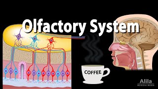 Olfactory System Anatomy and Physiology Pathways Animation [upl. by Kraft]