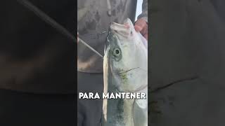 La forma más HUMANA de matar a un pez 🐟🗡️ [upl. by Novy]