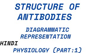 Structure of Antibodies Digramatic representation Physiology Part 12 [upl. by Sitoeht195]