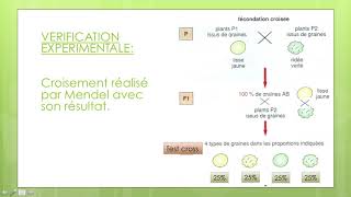 brassage interchromosomique pour vérifier sur droso [upl. by Grae902]