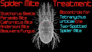 Predatory Mite Comparison Tetranychus Treatment [upl. by Leah761]