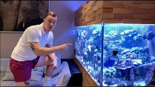 REEF TANK TOURS  The MOST RARE and exclusive fish for reef aquariums  Zebrasoma gemmatum tour [upl. by Laurinda]