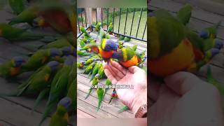 The Parrot Became A friend ❤️🦜 shortvideo [upl. by Jez]