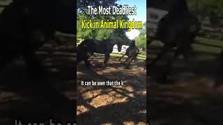 The Most Deadliest Kick in Animal Kingdom [upl. by Burnaby]