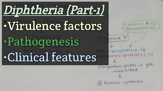 Diphtheria Part1  Virulence factor  Pathogenesis  Clinical features [upl. by Papert]