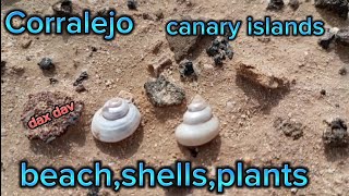 Corralejobeachplantsshells🏖️🏵️😍 [upl. by Sivrad584]