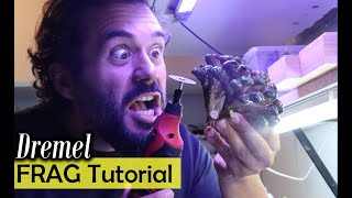 How To Frag Corals With A Dremel [upl. by Etireuqram]