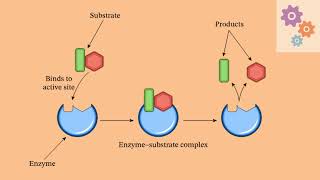 MECHANISM OF ENZYME ACTION [upl. by Lesak306]