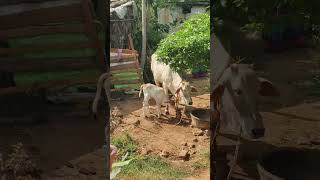 Maa ❤️❤️ momaa odia odiashorts humansagar love animals loveanimals ytshotsfeed viralvideo [upl. by Odette]