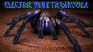 NEW TARANTULA Chilobrachys natanicharum formerly sp Electric Blue [upl. by Strader]