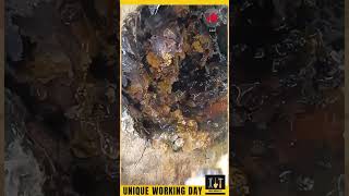 Stingless bees also known as stingless bees stingless bees silver bees mosquito bees [upl. by Tali]