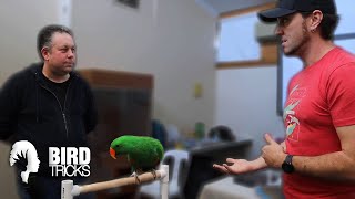 The Emotional Intelligence of Eclectus Parrots [upl. by Norrej]