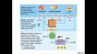 Nutrition and Metabolism Lect 3 [upl. by Rojam]