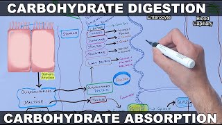 Digestion and Absorption of Carbohydrates [upl. by Ariek]