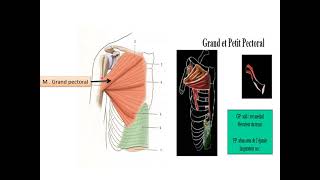Muscles de lépaule [upl. by Alrick531]