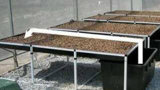 Basic Aquaponics System [upl. by Aerehs949]