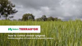 Terrador  How to control annual ryegrass  Nufarm [upl. by Wynny567]