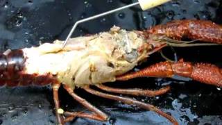 Crayfish Anatomy Part 2 [upl. by Perla]