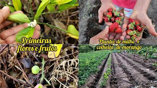 resultado da plantação de laranja plantando milho no gotejamento [upl. by Evangelin584]