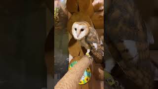 музейсовушек сова cute owl owls филосовия [upl. by Crist]