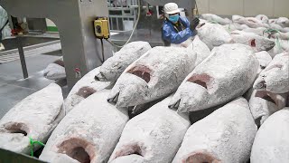 Amazing scale Cut Frozen Tuna into Sashimi  冷凍鮪魚切割工廠  Taiwan seafood factory [upl. by Debee]