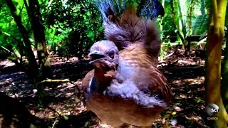 What Makes the Lyrebird Natures Best Mimic [upl. by Cathleen]