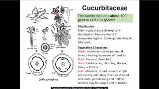 12 Cucurbitaceae family [upl. by Cad]