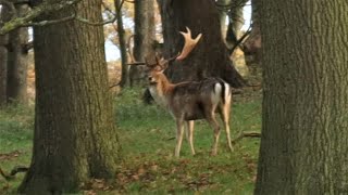 Join Me On A Circular Walk From Baslow To The Stunning Chatsworth Park [upl. by Motch]