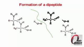 Amino Acids 4 Formation of a Dipeptide [upl. by Ottillia685]